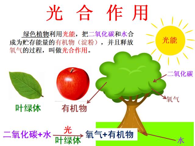 【每日一講】初中生物:光合作用的場所