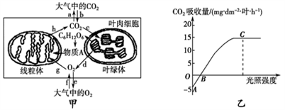 小麥植株進行光合作用和呼吸作用的最適溫度分別為25℃和30℃。下圖甲為小麥葉肉細胞中的部分代謝示意圖;圖乙是在CO2濃度一定、環境溫度為25℃、不同光照強度條件