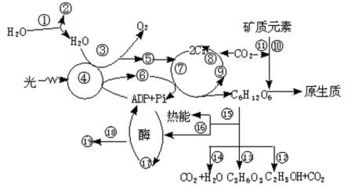 綠色植物新陳代謝中的光合作用及其影響因素